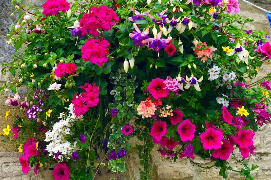 Beautiful summer flowers