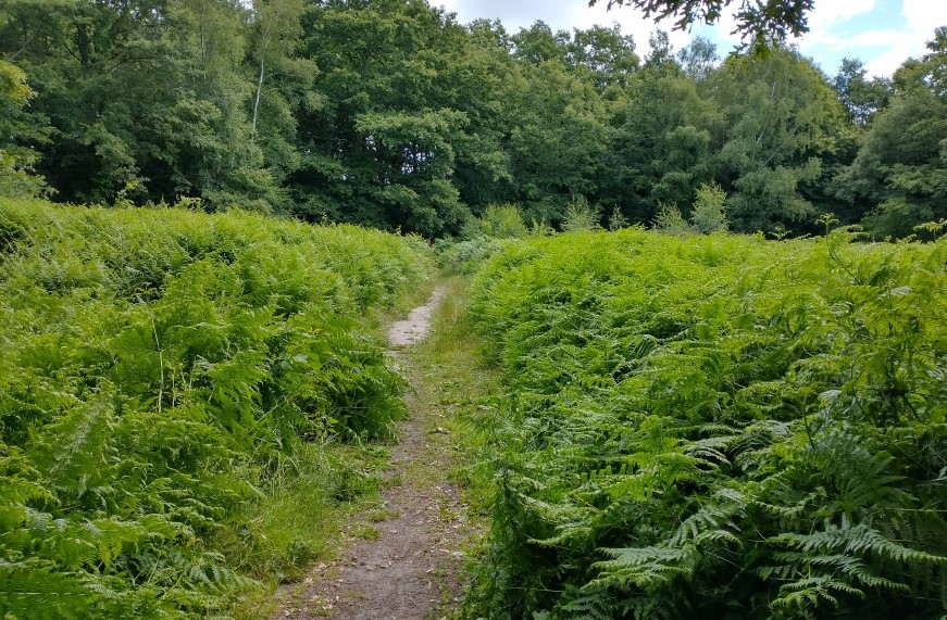 Aldermoor Open Space