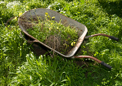 Overgrown garden