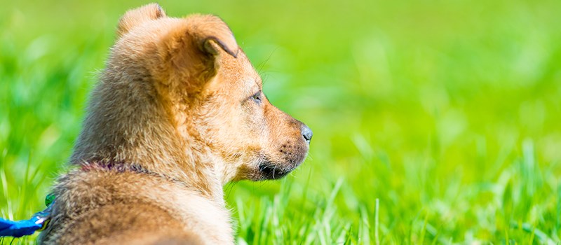 Dog laying down