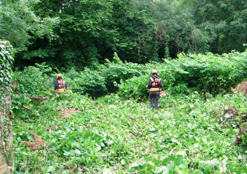 People strimming Japanese Knotweed