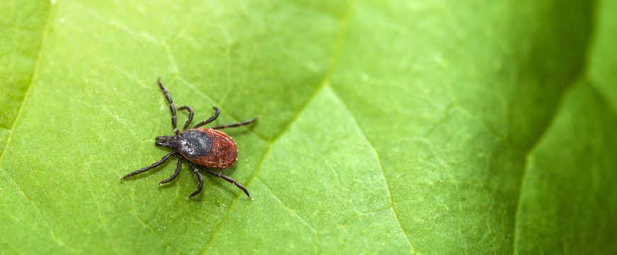 A tick on a leaf