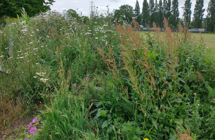 Millbrook Rec