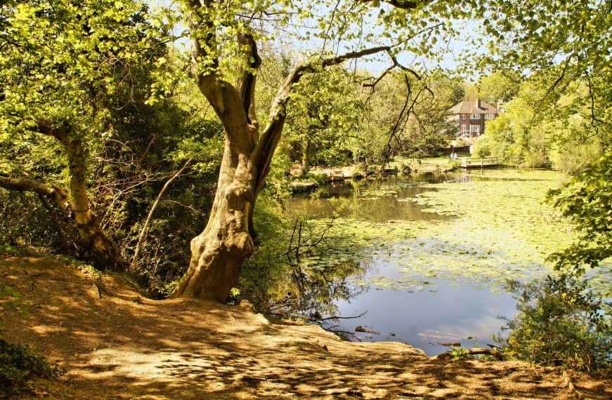 Miller's Pond