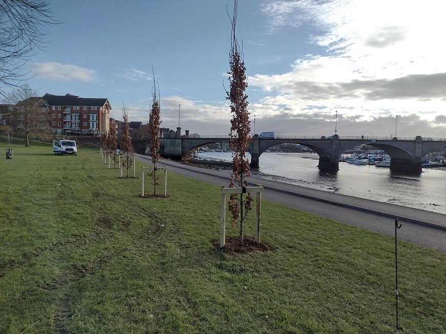 Trees planted at Riverside Park