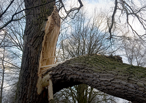 Damaged tree