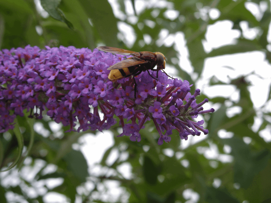 Hoverfly