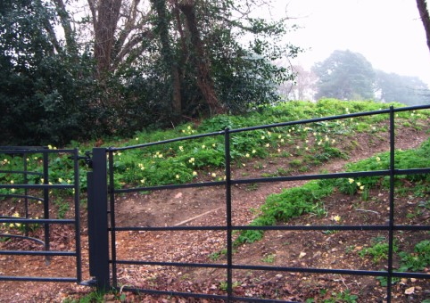 Frogs Copse