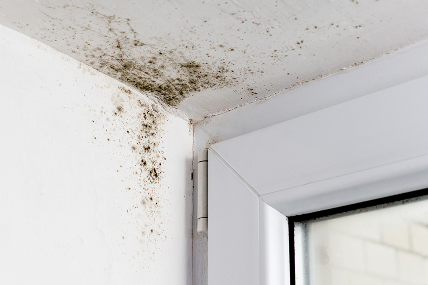 Mould Damp 871X581