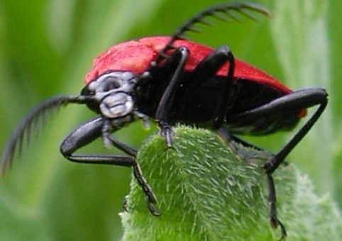 Bug on a leaf