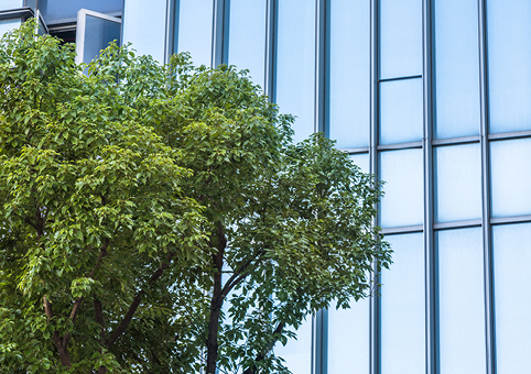 Tree against windows of a building