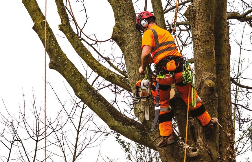 Person in a harness in a tree with a chainsaw