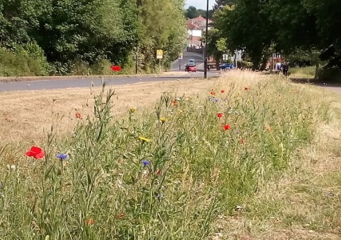 Wildflower grassland