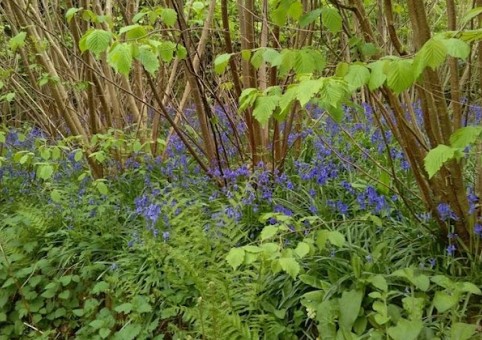 Hazel Bank