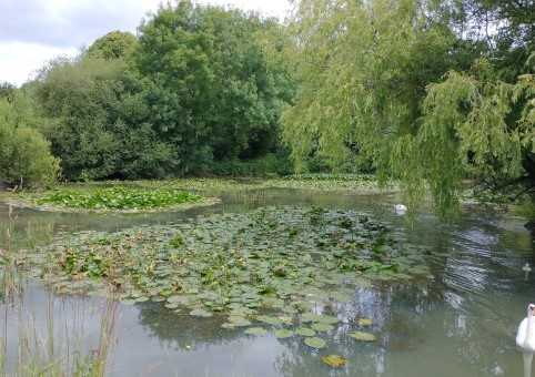 Mansbridge Open Space