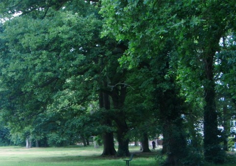 Freemantle Common 