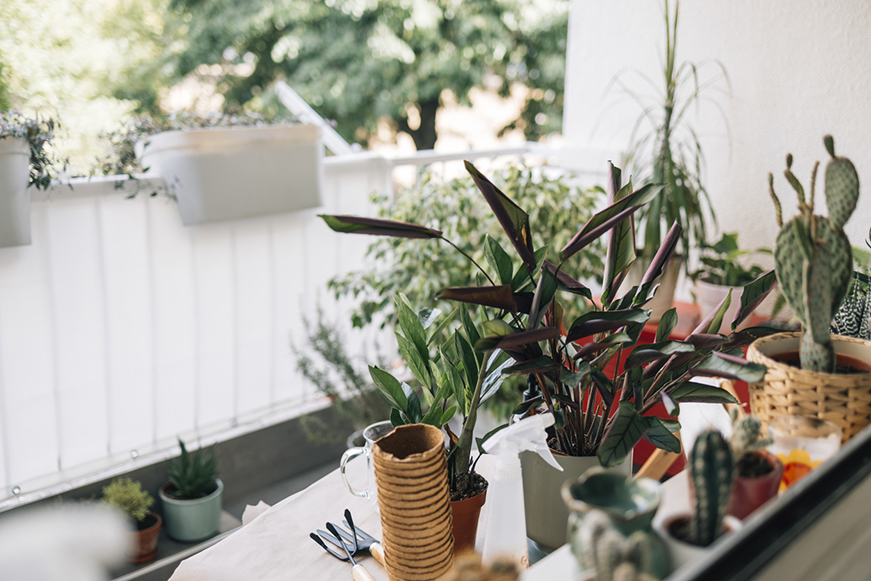 A balcony garden with various potted plants