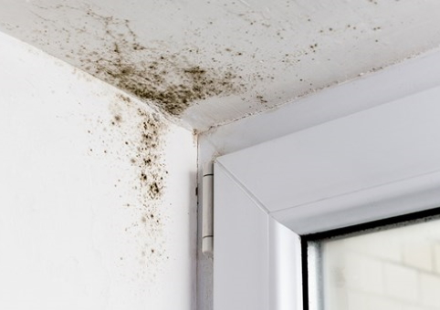 Mould above a window frame