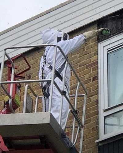 Worker killing wasps