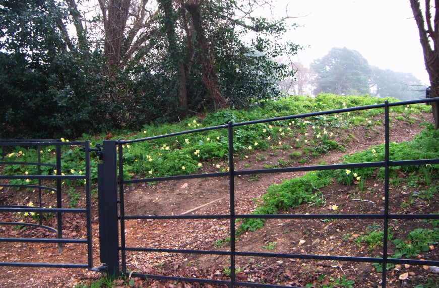 Frogs Copse