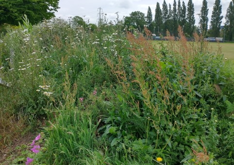 Millbrook Rec