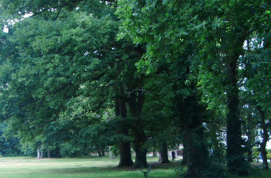 Freemantle Common