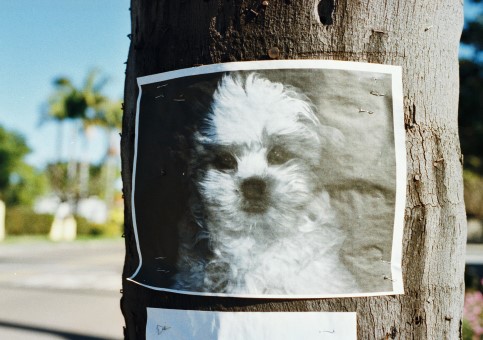 Lost dog poster on a tree