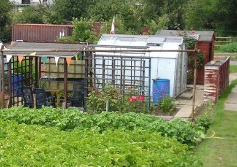 Photo of allotment with sheds