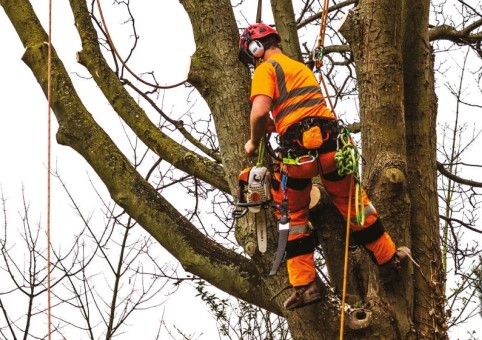 Someone working in a tree