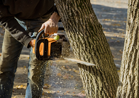 Someone using a chainsaw on a tree