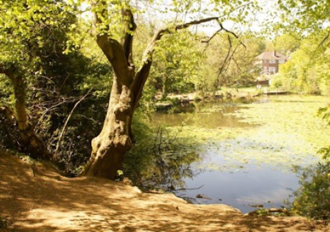 Miller's Pond