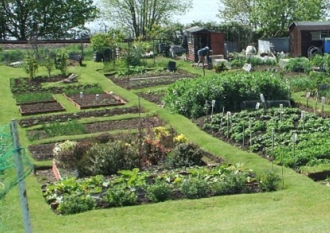 Photo of allotment
