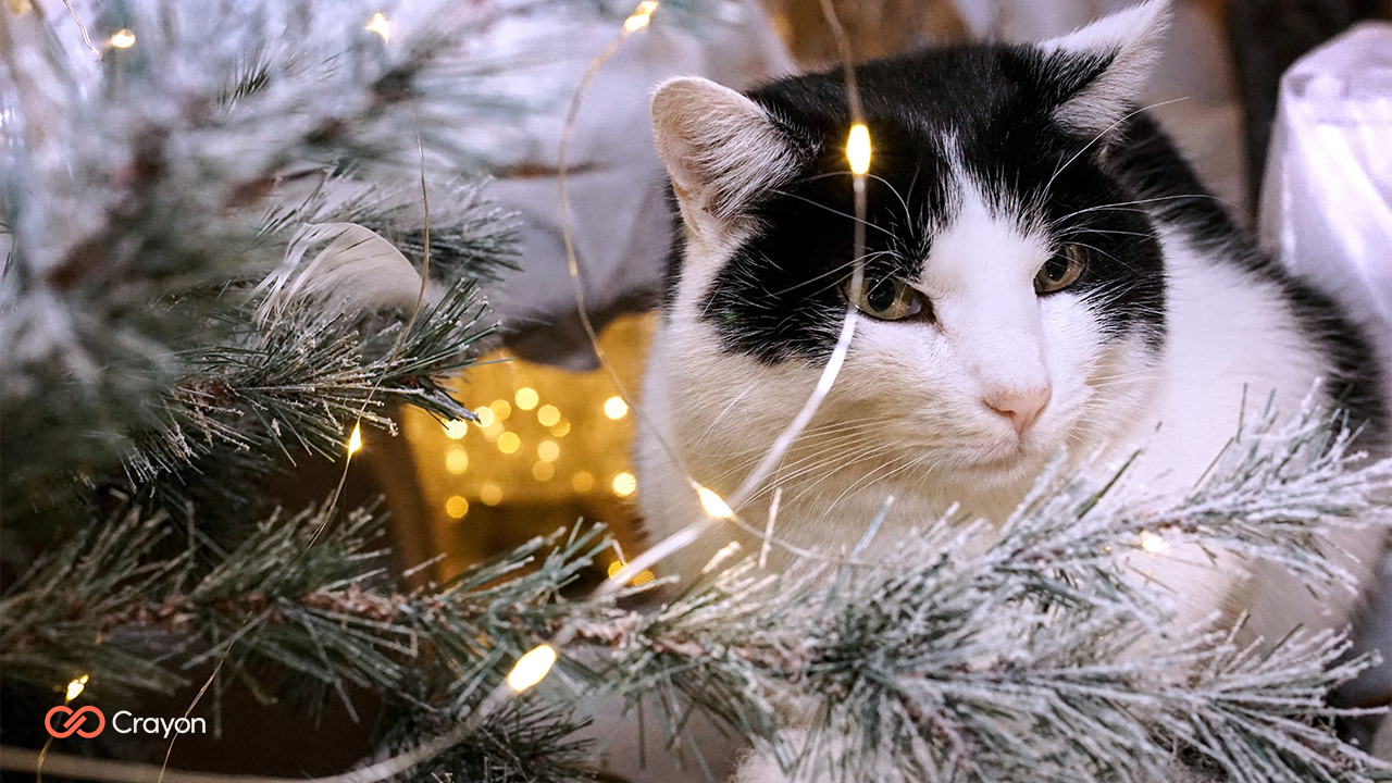 Microsoft Teams Background Christmas Cat Microsoft Teams Background Christmas Cat