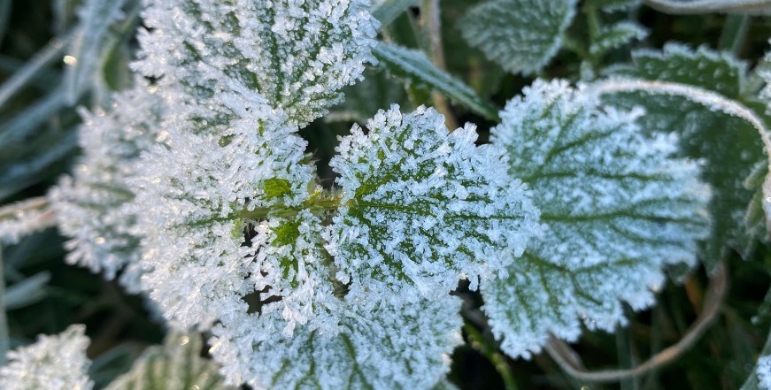 Frosty leaves