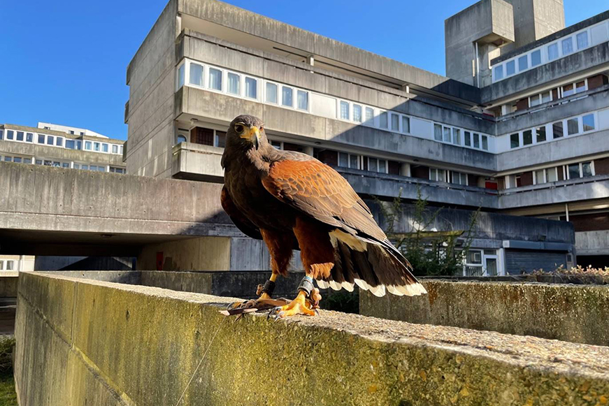 HAWK PIGEON CONTROL WYNDHAM 871X581