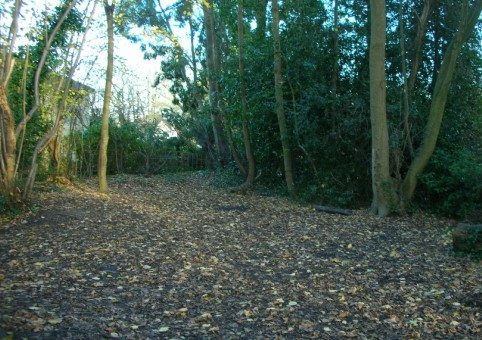 Green Lane Copse 