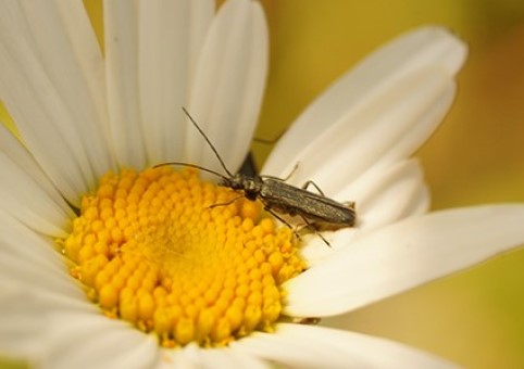 Bug on a flower