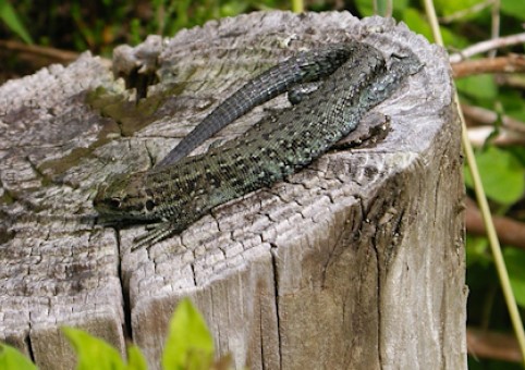 Lizard on a tree stump